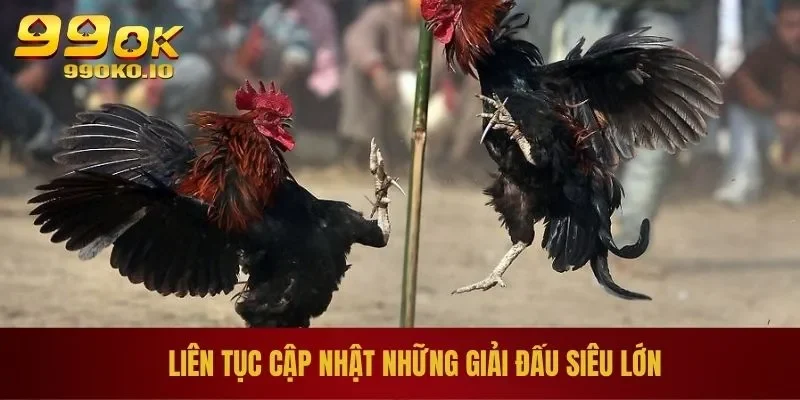 ĐÁ GÀ 99OK 2 Liên tục cập nhật những giải đấu siêu lớn